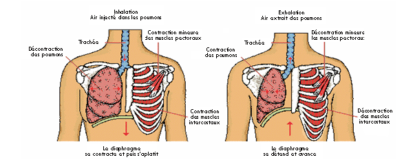 Pression respiratoire